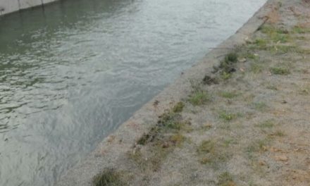 Asociación Canal Maule aumenta seguridad de riego de 22 mil hectáreas